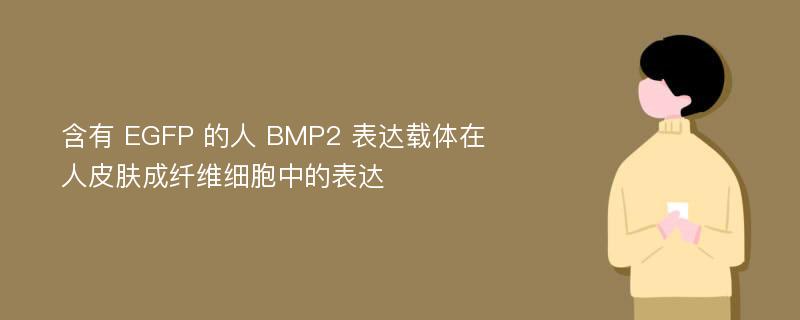 含有 EGFP 的人 BMP2 表达载体在人皮肤成纤维细胞中的表达